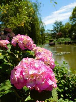 かわいい紫陽花の写真