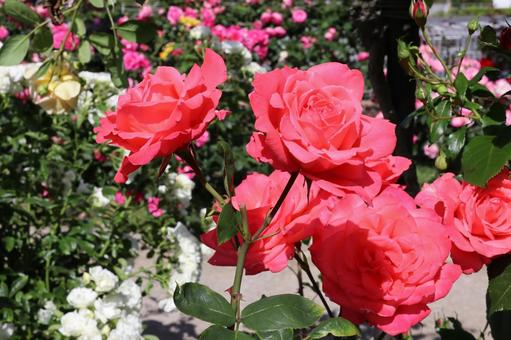 バラ園にて赤い薔薇を撮りましたの写真