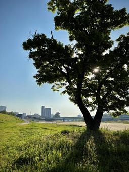 乙川河川緑地の木 乙川河川緑地の木 乙川,乙川河川緑地,明神橋の写真素材