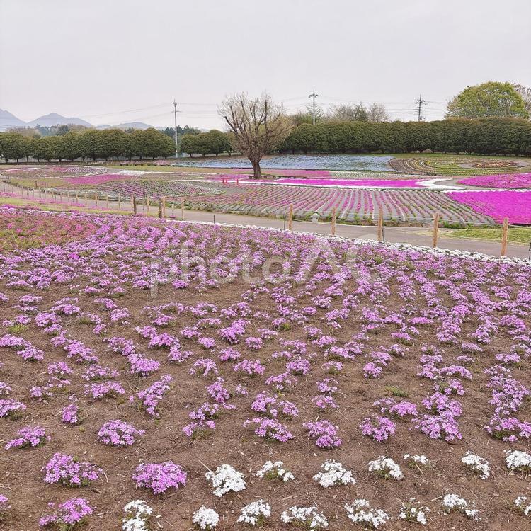 みさと芝桜公園 芝桜,公園,春の写真素材