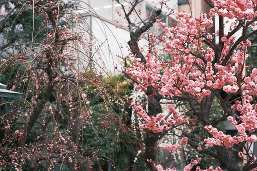 Plum blossoms in a Japanese garden, JPG Plum blossoms in a Japanese garden, JPG