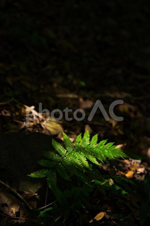 薄暗い山中で日に照らされる植物 植物,葉,新緑の写真素材