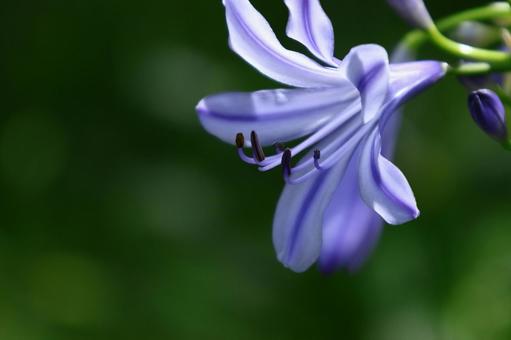 Photo, agapanthus, purple clam, murasaki kunsiran, 