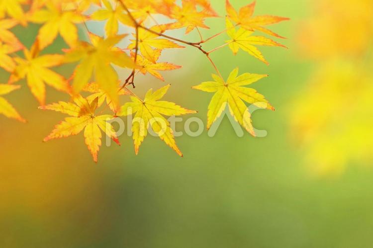 秋の紅葉　色づきはじめたモミジの葉っぱ モミジ,黄葉,葉っぱの写真素材