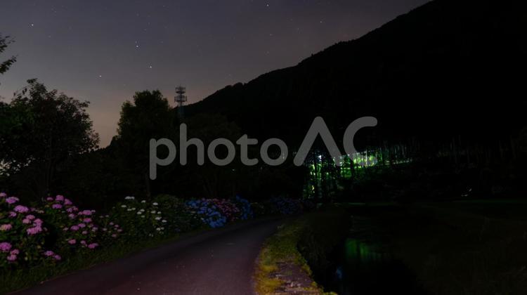夜のあじさい通り あじさい,通り,夜の写真素材