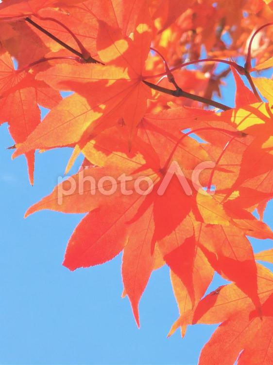 339　もみじ みみじ,紅葉,青空の写真素材