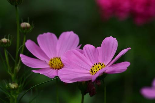 秋風に揺れて咲く コスモス,秋桜,花の写真素材