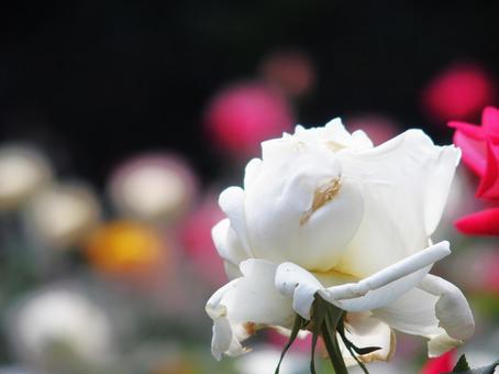 白薔薇 白薔薇の写真