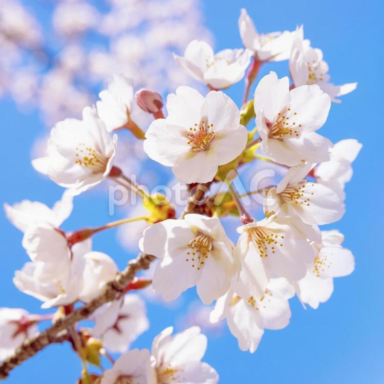 青空と桜の木の春の背景素材正方形 春,桜,ピンクの写真素材