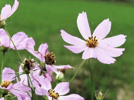 コスモス コスモス コスモス,秋桜,菊の写真素材