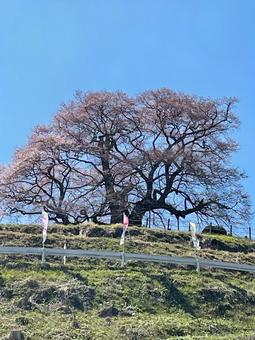 桜 桜の写真