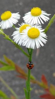 てんとう虫 てんとう虫,ラッキー,幸運の写真素材