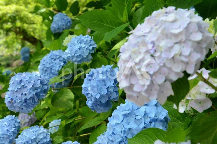 あじさいの花の風景 あじさい,アジサイ,紫陽花の写真素材