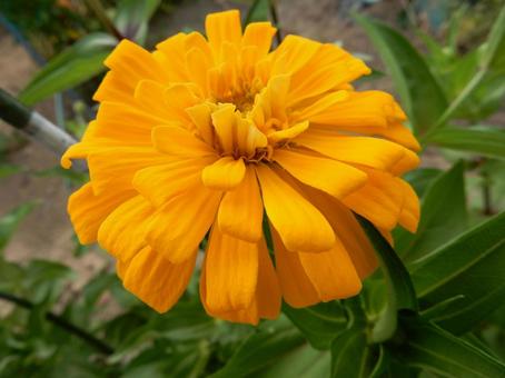[Flower photo] Zinnia elegans, JPG