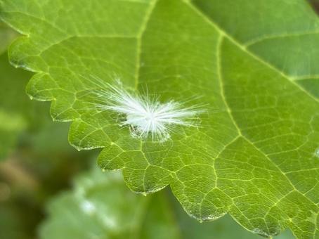 ふわふわな体のハゴロモの幼虫 ふわふわな体のハゴロモの幼虫の写真