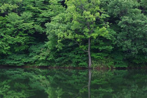 森と池 森と池 森,池,森林の写真素材