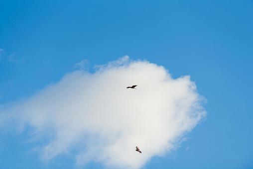 大空を舞う二羽のトビ 大空を舞う二羽のトビ トビ,猛禽類,野鳥の写真素材
