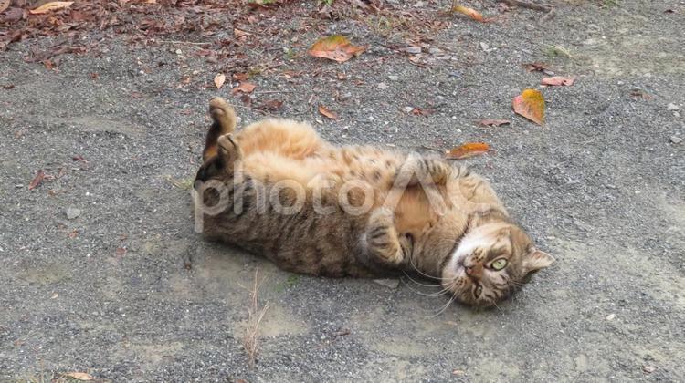 へそ天して転がる猫 猫,キジトラ,まったりの写真素材