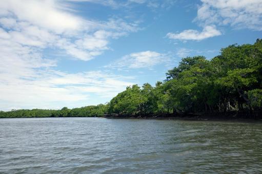 Blue sky and mangrove forest in Fiji, JPG Blue sky and mangrove forest in Fiji, JPG