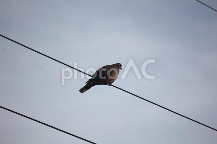 ぽぽぽぽぽぽ　その３ 鳩,野鳥,鳥の写真素材