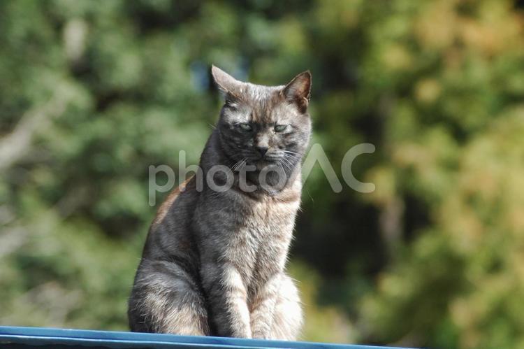小僧、力が欲しいか？ 猫,ひなたぼっこ,目力の写真素材