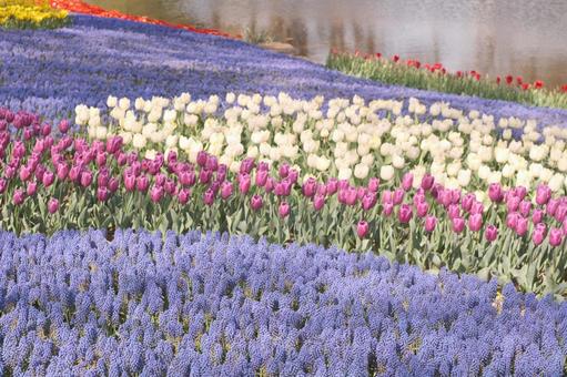 Waterside tulips and muscari, JPG