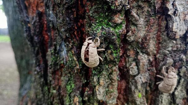 A muddy cicada shell, JPG A muddy cicada shell, JPG