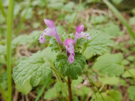 【花の写真】ホトケノザ（仏の座）の写真