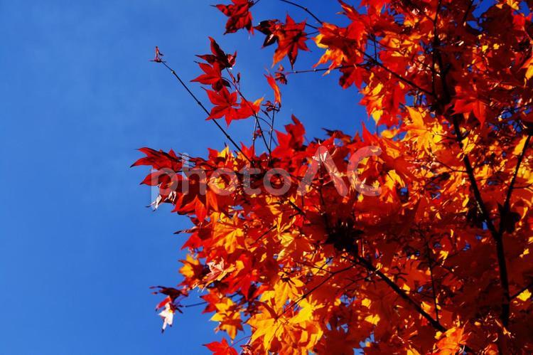 青空と赤色のもみじ 紅葉,もみじ,赤の写真素材