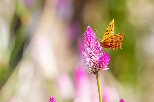 キタテハ(51)の写真