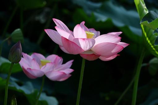 神聖な花 神聖な花 ハス,花,ハス科の植物の写真素材