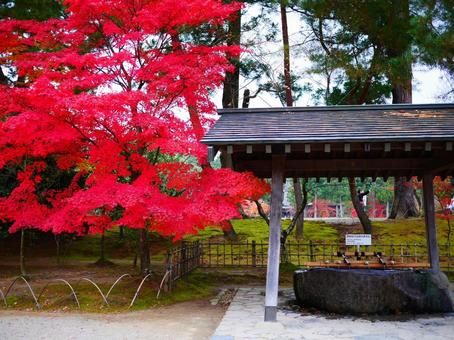 秋の紅葉と毛越寺 秋の紅葉と毛越寺の写真