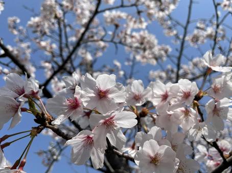 桜と空 桜と空の写真