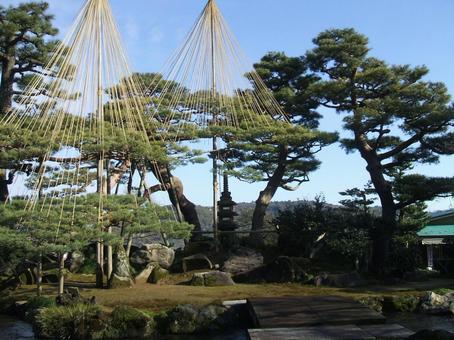 松の枝吊り 松の枝吊り 兼六園,石川県,金沢の写真素材