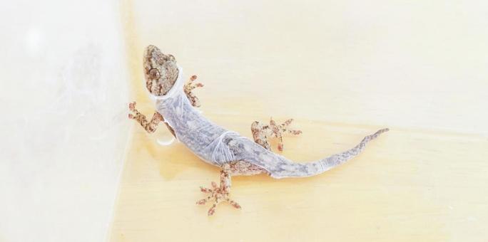 ニホンヤモリの脱皮 子供のヤモリ 爬虫類 ニホンヤモリの脱皮 子供のヤモリ 爬虫類 ヤモリ,脱皮,ニホンヤモリの写真素材