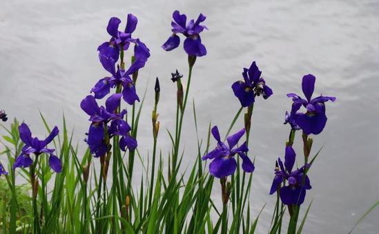 カッコウバナ あやめ,花,flowerの写真素材