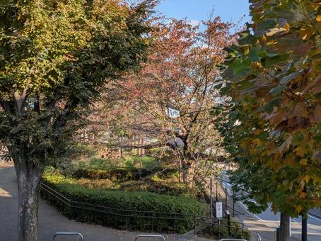 立冬の日の横浜市北部の公園樹木の紅葉 横浜市青葉区,あざみ野一丁目第三公園,都市公園の写真素材