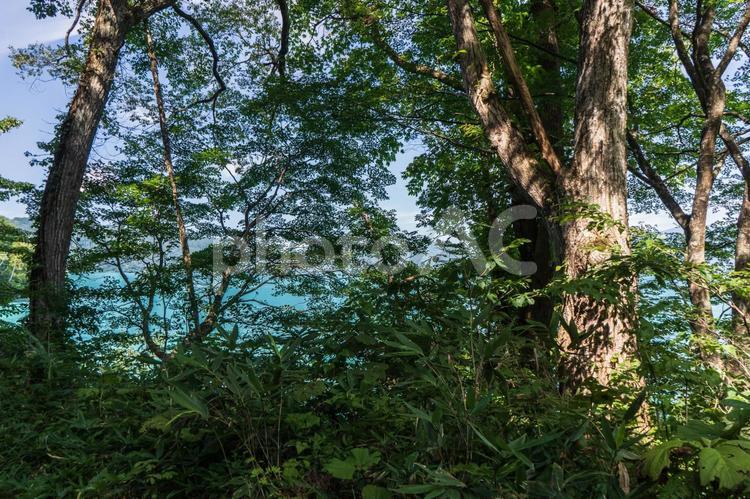 田沢湖畔にある木々の風景１ 田沢湖,木,樹木の写真素材