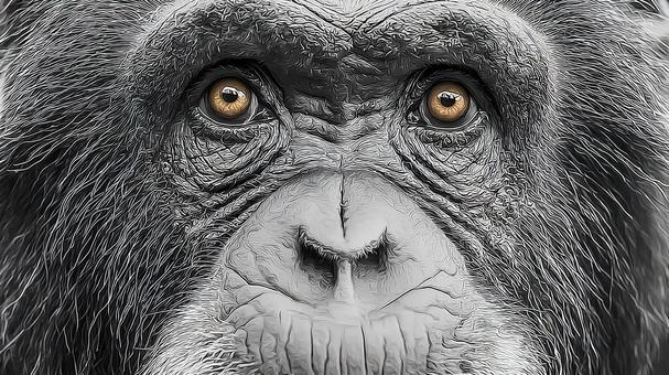 チンパンジーの顔のクローズアップ チンパンジーの顔のクローズアップの写真