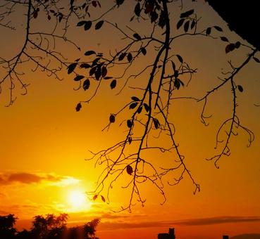 夕焼けに浮きたつ秋のシルエット 夕焼けに浮きたつ秋のシルエット 夕焼け,夕日,木の写真素材