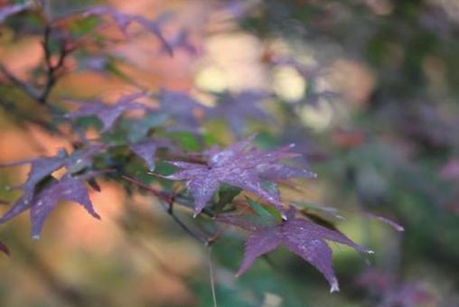 紅葉 紅葉の写真