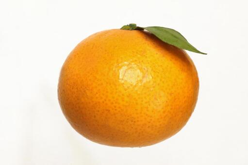 鏡餅用みかん かんきつ,果物,みかんの写真素材