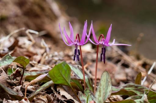 Photo, weed, katakuri, close-up, 