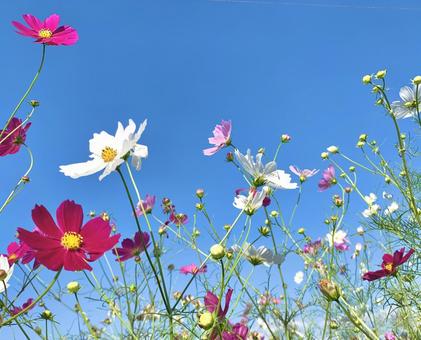 青空とコスモス6 青空とコスモス6 コスモス,秋桜,ピンクの写真素材
