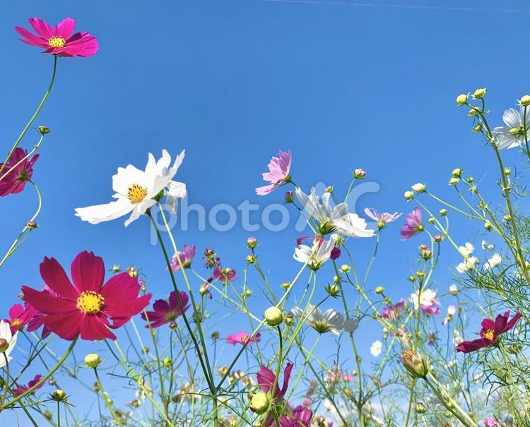 青空とコスモス6 青空とコスモス6 コスモス,秋桜,ピンクの写真素材