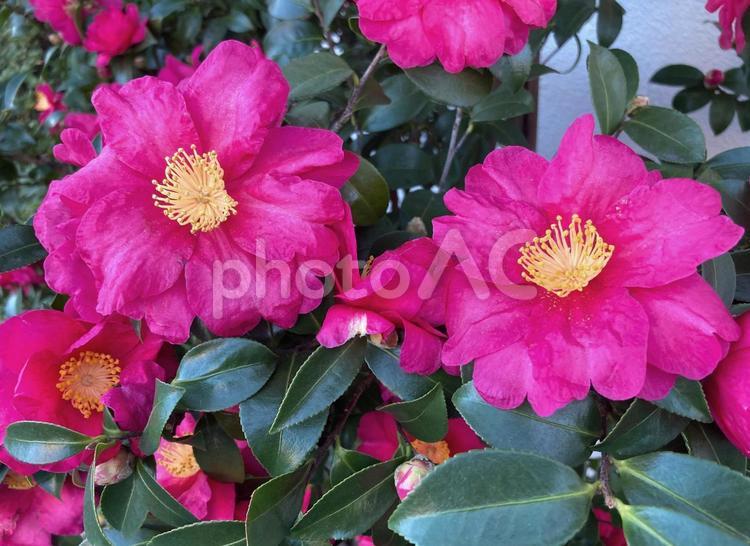 冬のサザンカ（冬の花） サザンカ,山茶花,庭木の写真素材