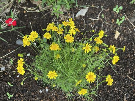 ダールベルグデージー(ディッソディア) 多年草,花,ダールベルグデージーの写真素材