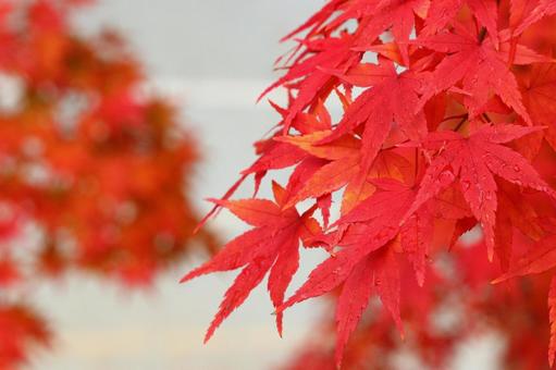 京都の紅葉したモミジ 5 京都の紅葉したモミジ 5 モミジ,紅葉,秋の写真素材