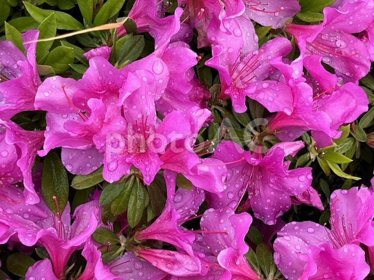 つつじ　雨上がり 自然,屋外で,花言葉の写真素材