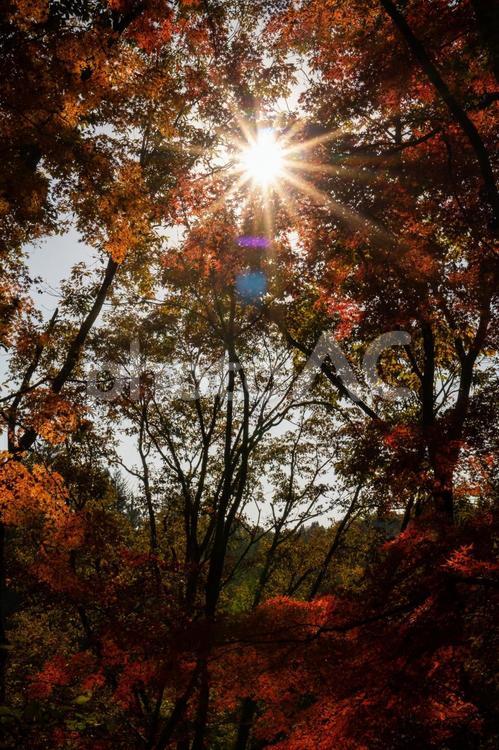 紅葉・神戸森林植物園 紅葉,秋,もみじの写真素材